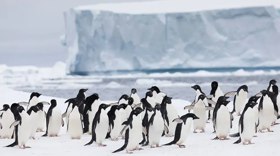 Adelie Penguins in Antarctica