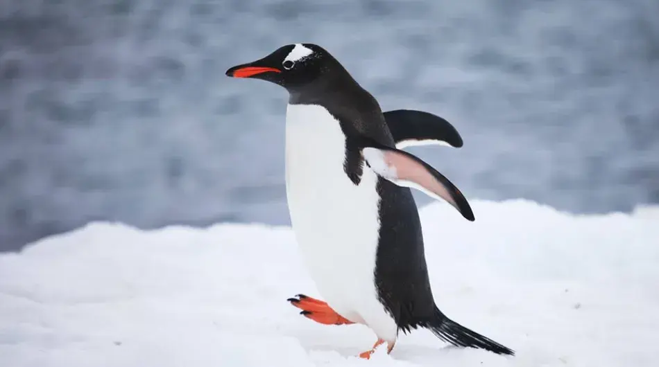 Gentoo Penguin waddling on snow in Antarctica