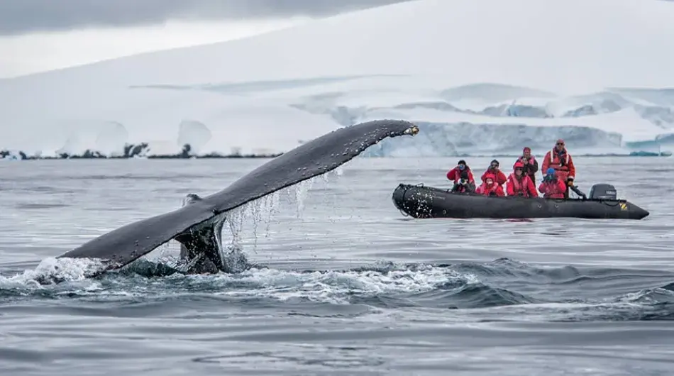 Whale tail with zodiac