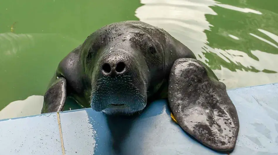 Manatee-rescue-center