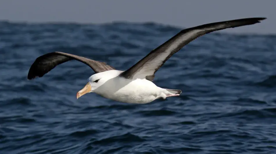Albatross