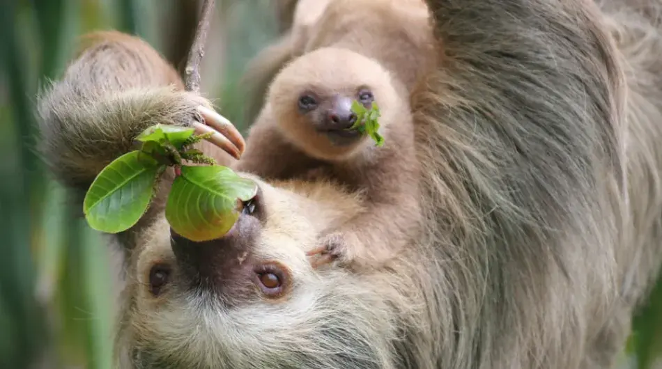 Two-toed Sloth with baby, Costa Rica