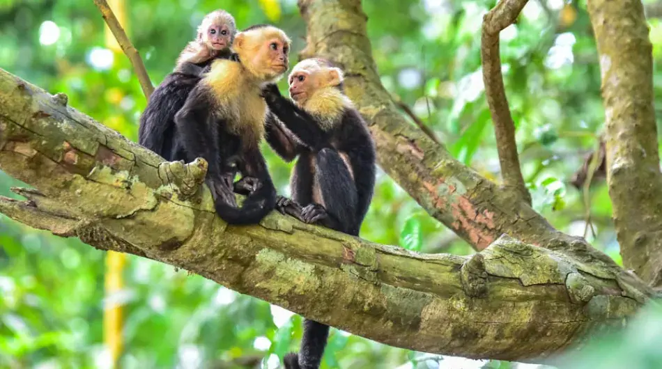 Brown Capuchin Monkey family, Cost Rica