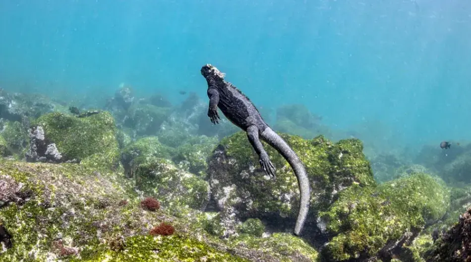 Marine Iguana feeding in the Galapagos Islands
