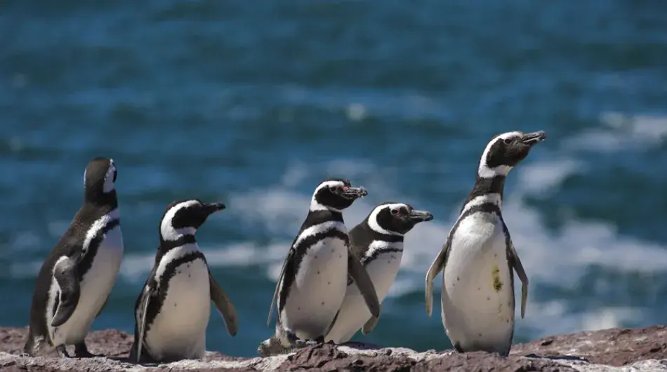 Penguins in Tierra del Fuego