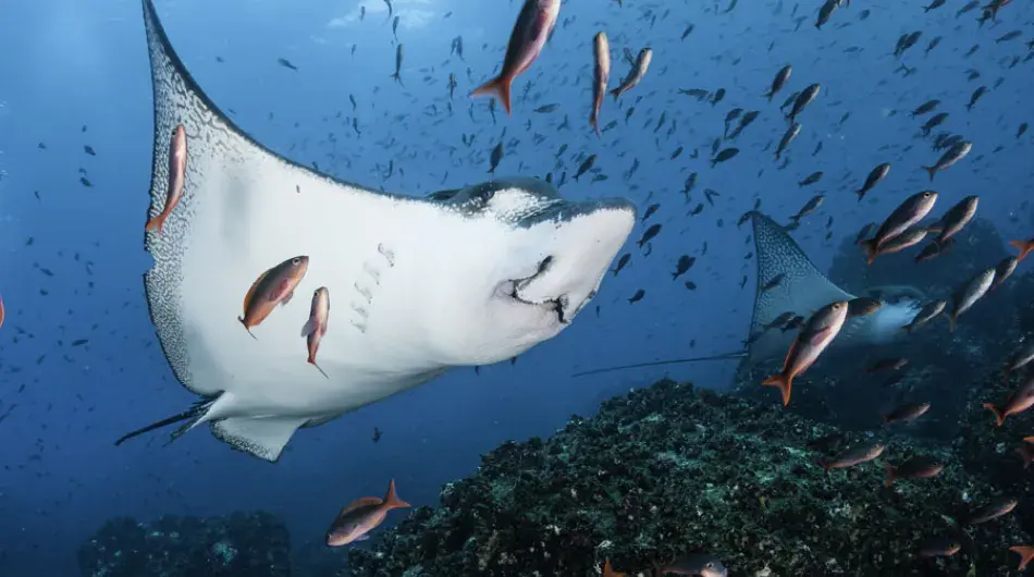Manta Ray in the Galapagos Islands