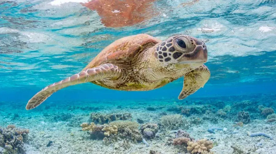 Sea Turtle in the Galapagos Islands