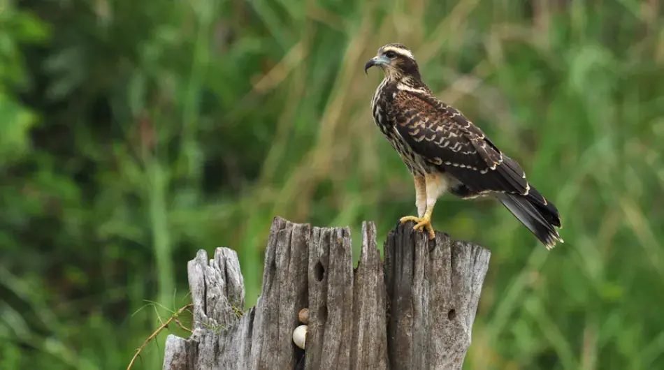 Snail Kite, Panama