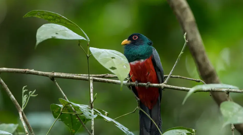 Trogon, Panama Rainforest