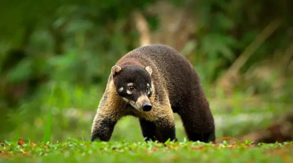 White-nosed Coati, Costa Rica