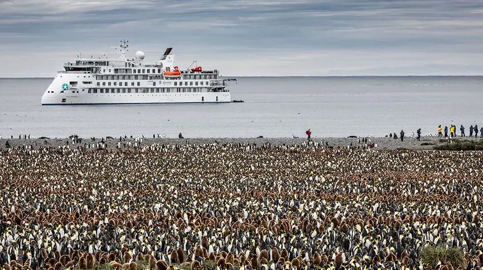 Greg Mortimer Ship and King Penguins in Antarctica