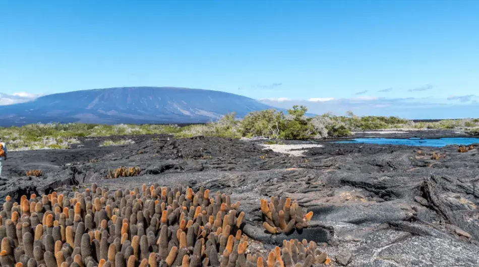 Landscape of Fernandina Island, Galapagos Islands 