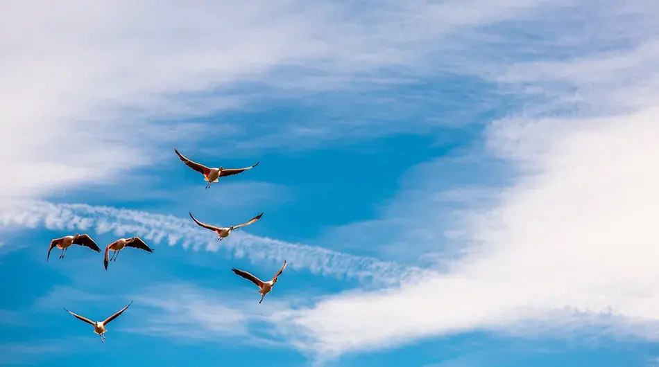 Flamingo-flight-singular