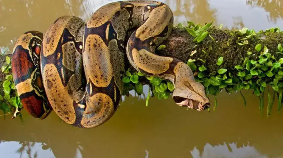 Amazon snake