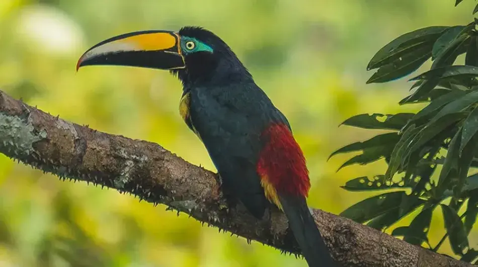 Amazon Toucan bird