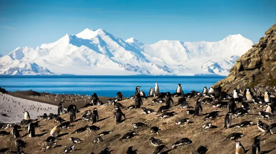 Penguin colony