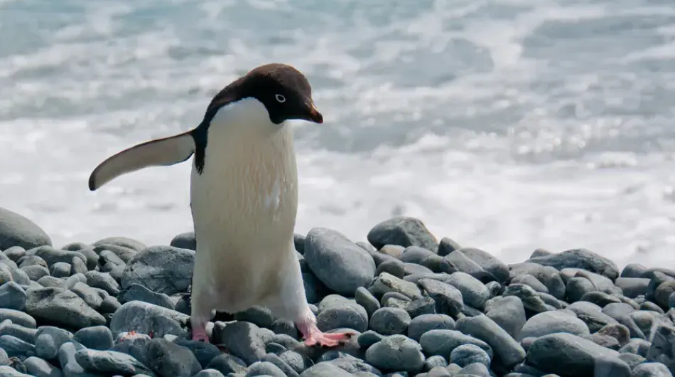 Adelie Penguin