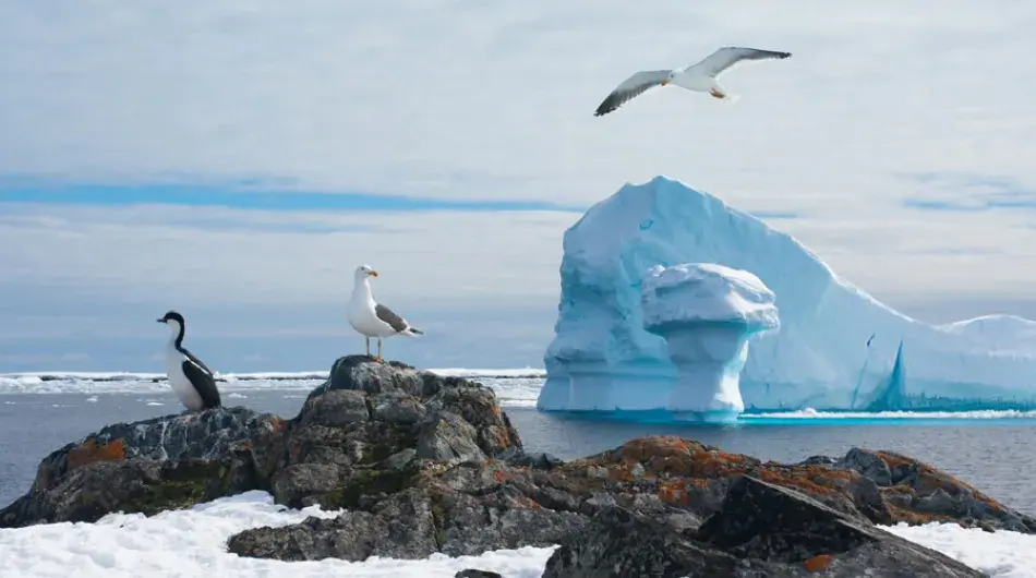 Gulls and Cormorant in Antarctica