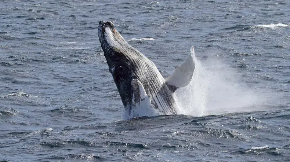 Humpback Whale Breaching in Antarctica