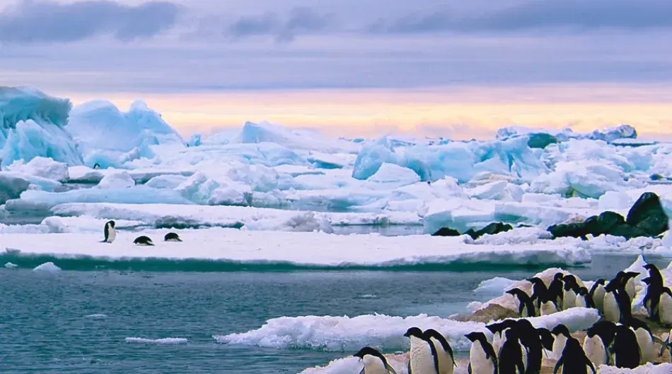 Antarctic panorama with Adelie Penguins
