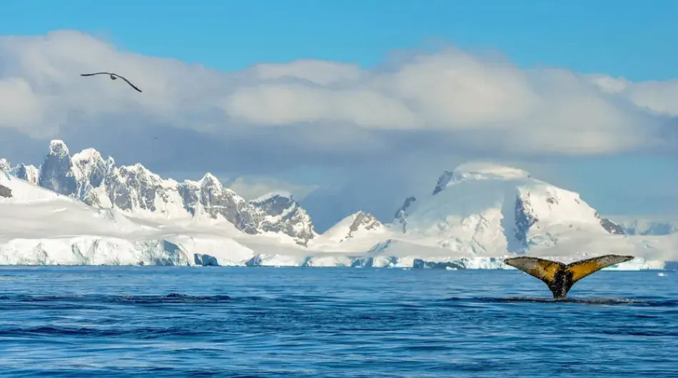 Whale tale in Antarctica