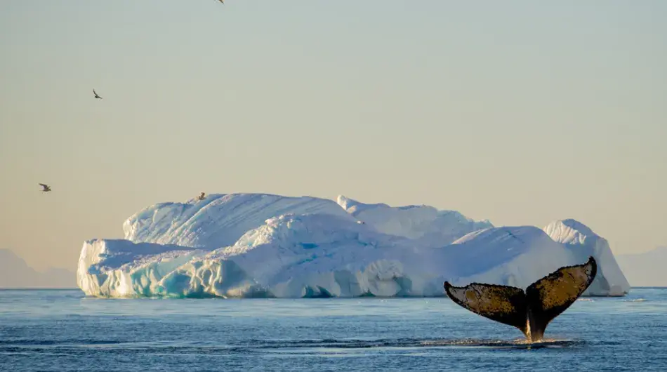 Whale tail in Antarctica