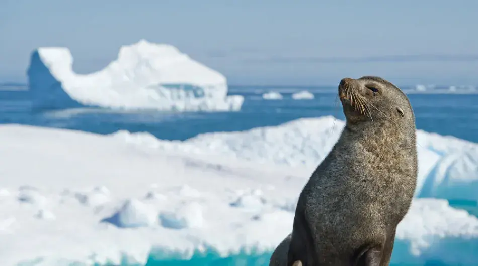 A Baby seal sitting on the ice with an Iceberg in the Background
