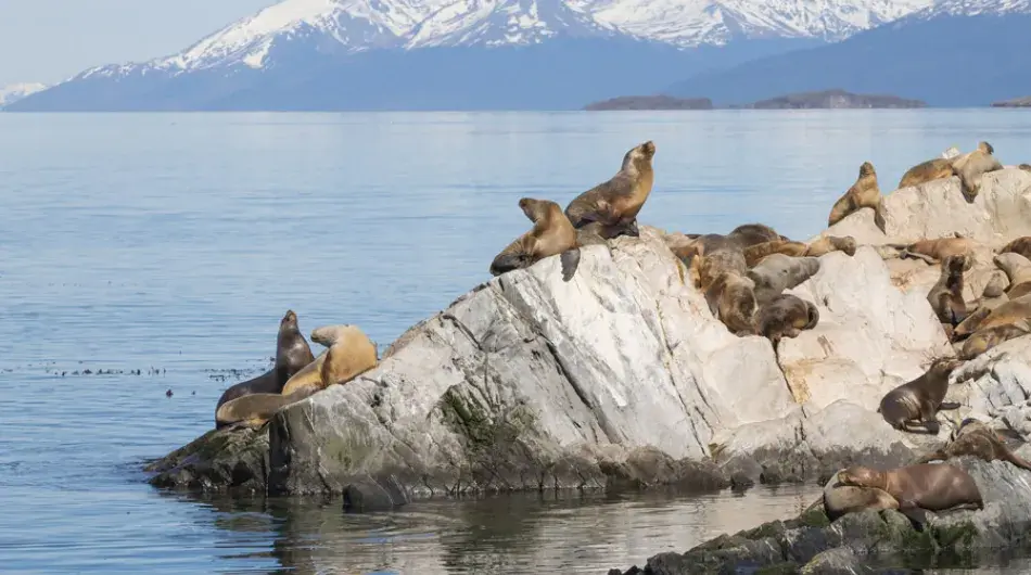Fur seals on rocks in Beagle Channel