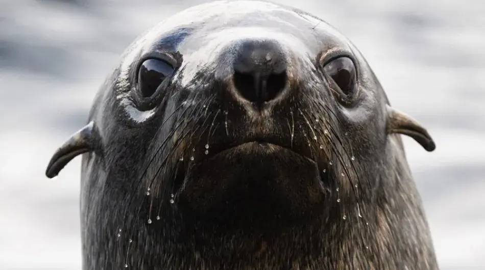 Antarctic Fur Seal