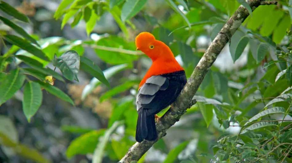 Andean Cock-of-the-Rock in Mindo, Ecuador