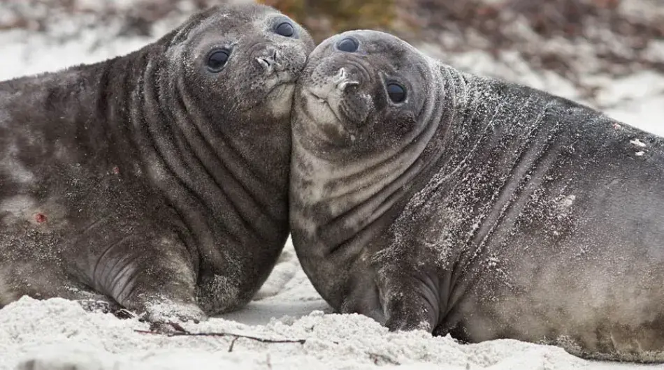 Two Elephant Seals lying in the Snow