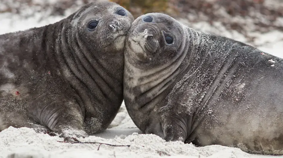 Two Elephant Seals cuddling on the Ice