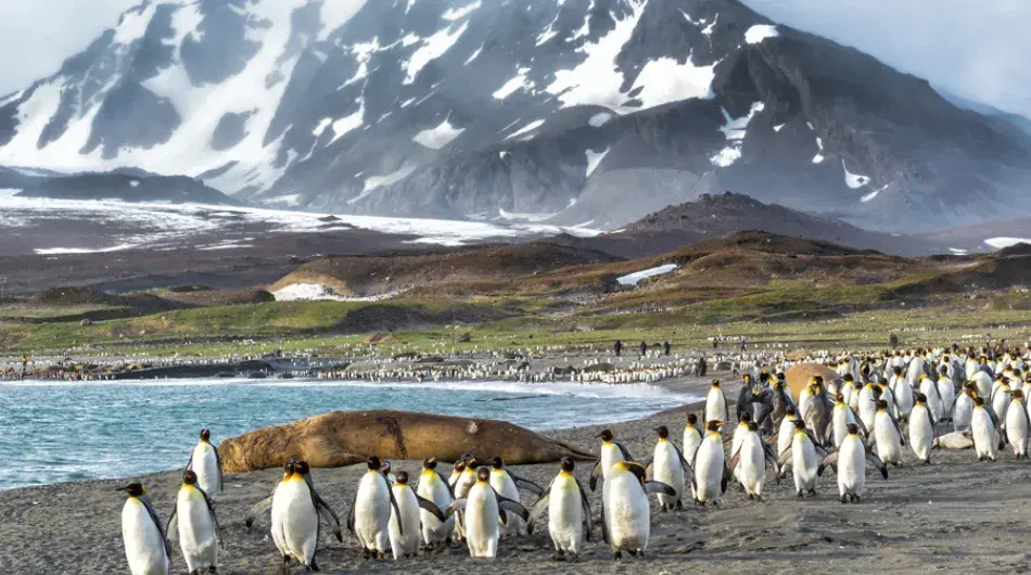 Falklands island penguins panorama