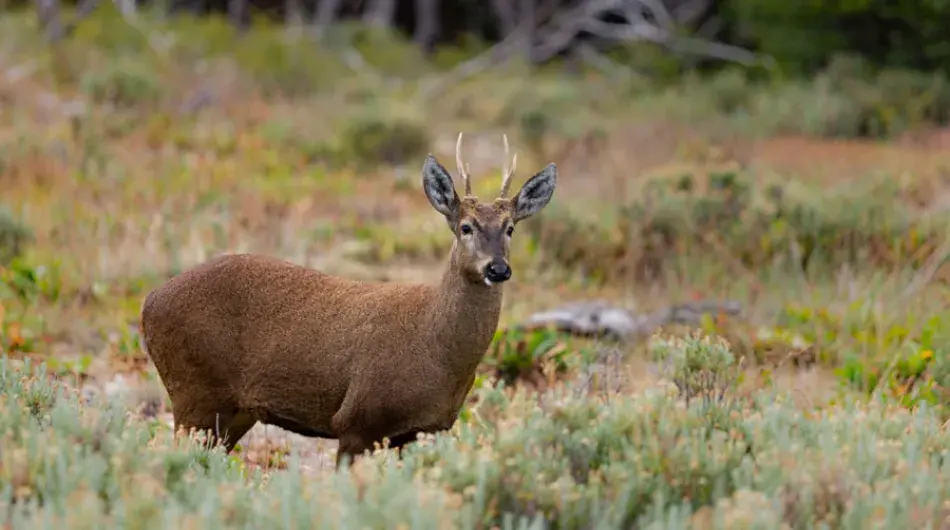 Huemul