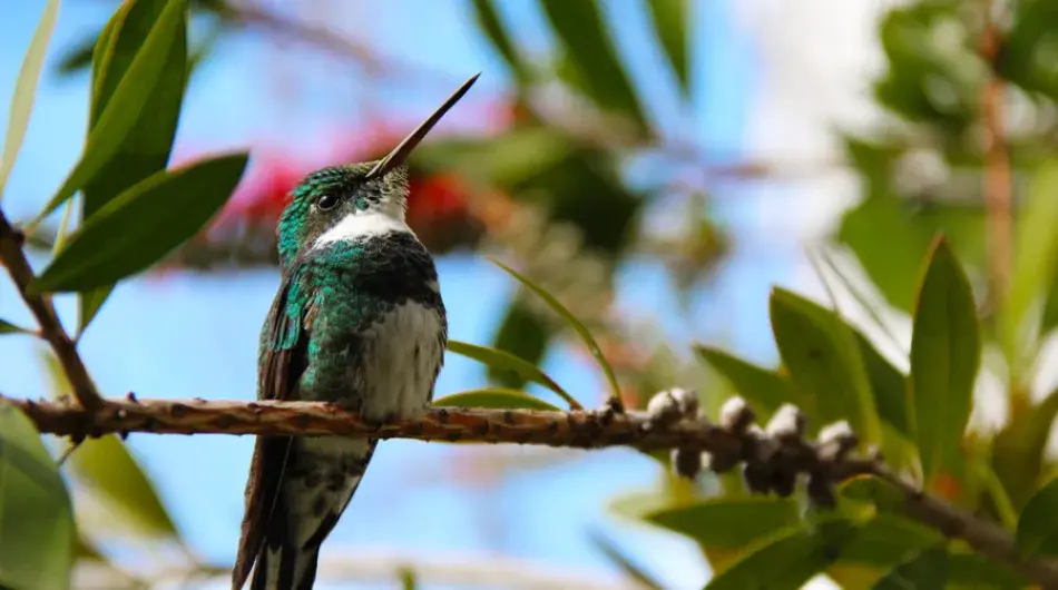 Hummingbird in Mindo, Ecuador