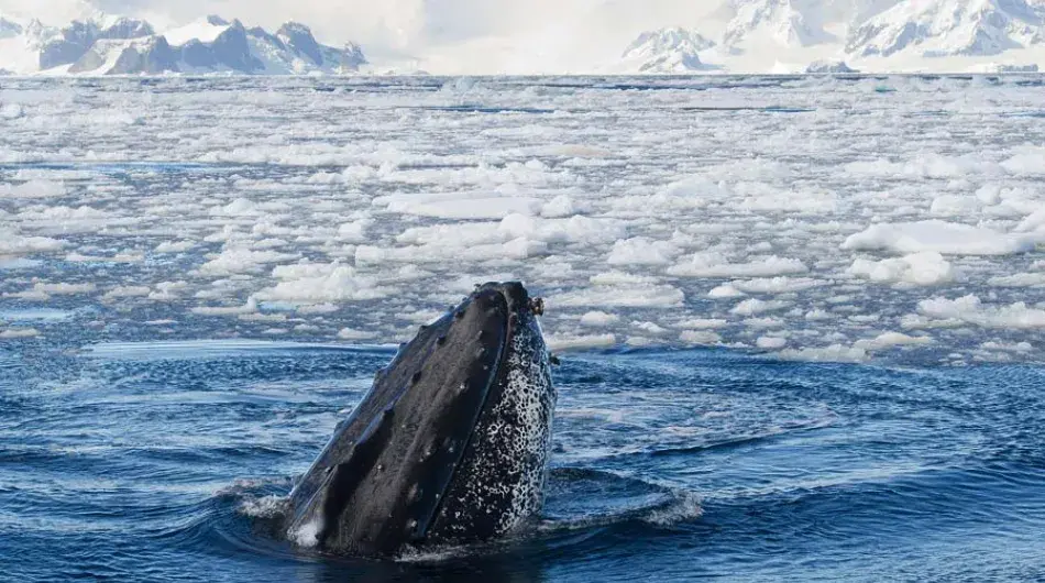 Humpback Whale, Antarctica