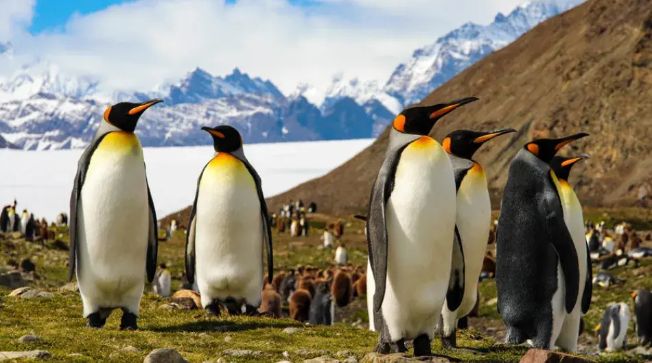 A colony of King Penguins in the sun