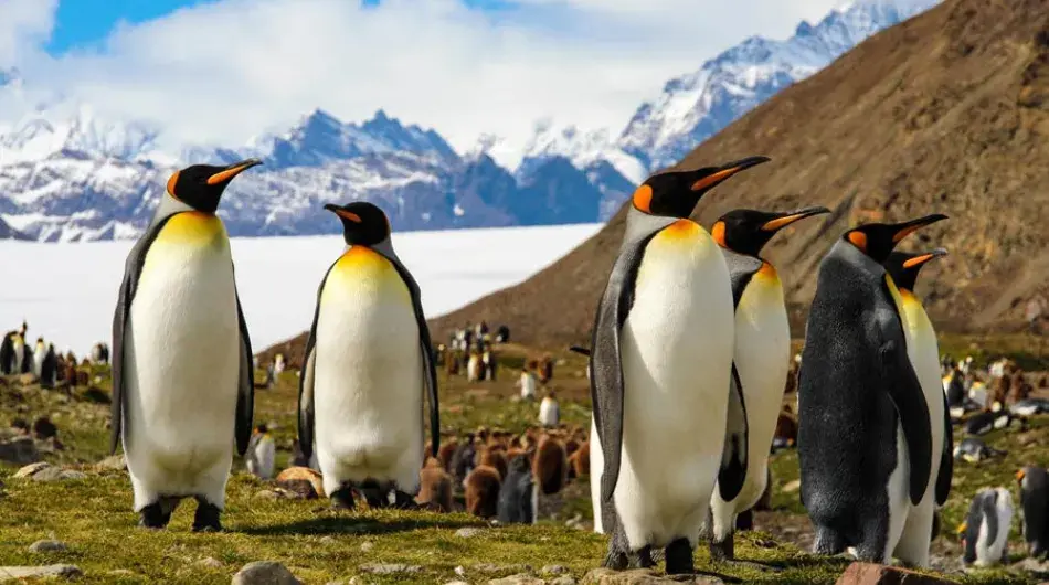 South Georgia penguins