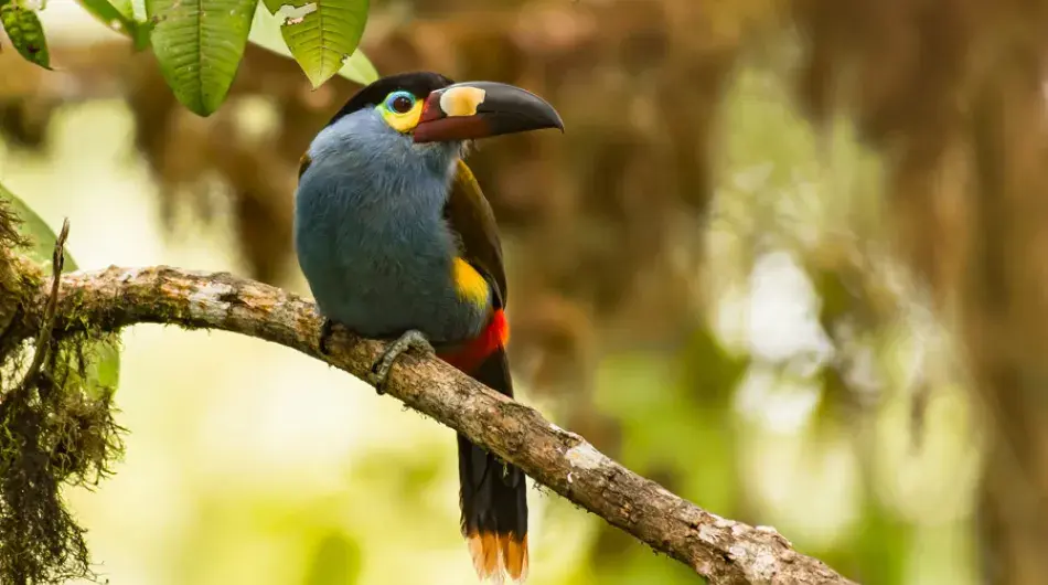 Mountain Toucan, Ecuador