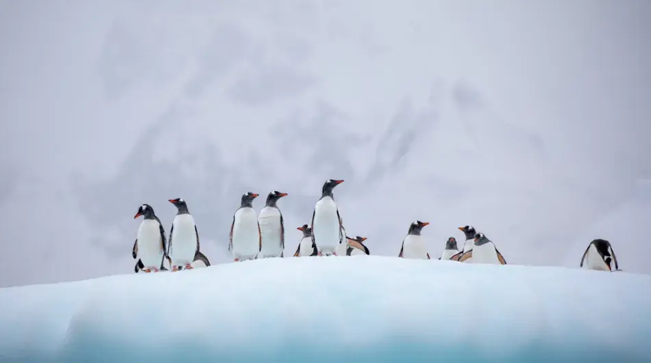 A group of Penguins on the Ice in Antarctica