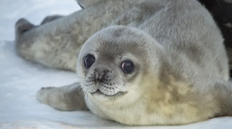 Seal Baby lying on the Ice
