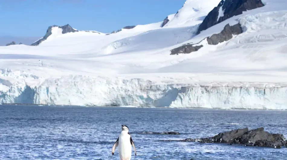 Chinstrap Penguin on the shore, South Shetland Islands
