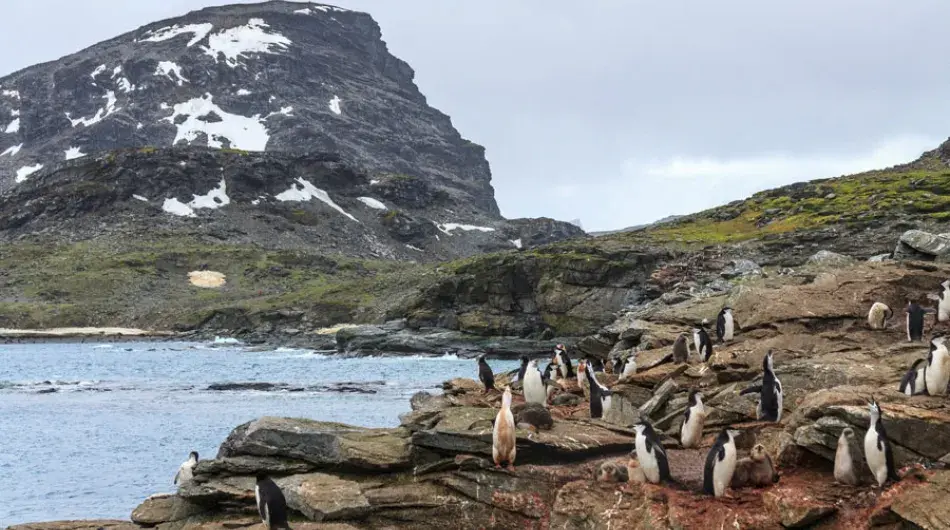 South-orkney-colony_2