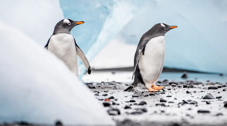 Two Genoo Penguins among the Ice, South Shetland Islands