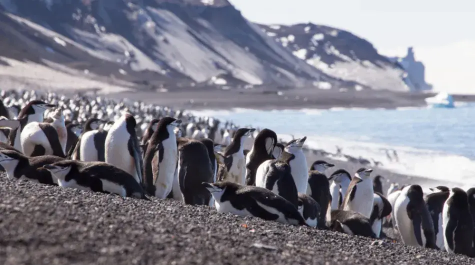 South Shetland Island Chinstrap Penguins on beach