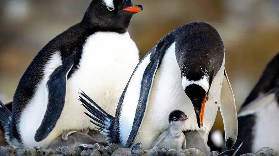 Gentoo penguins with chick