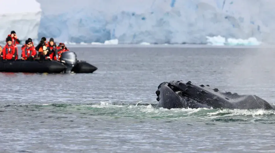 Tourists zodiac cruising in Antarctica watching a whale