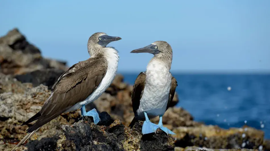 Blue Footed Booby, Galapagos Islands 