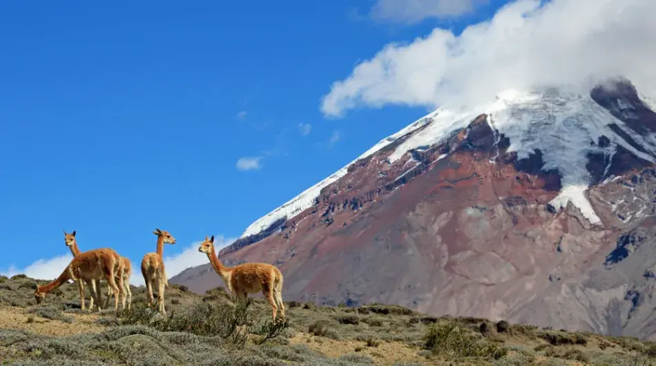 Vicunas at Chimborazo Volcano, Ecuador