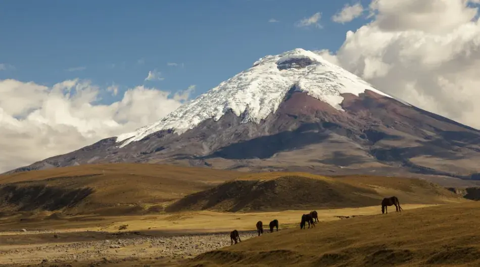 Horses foreground Cotopaxi Volcano, Ecuador